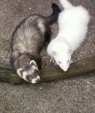Dexter and Jasper Jack's ferret friends