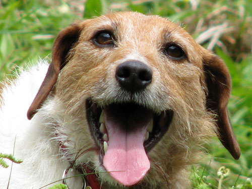 It's me, smiling Jack the wonder dog!