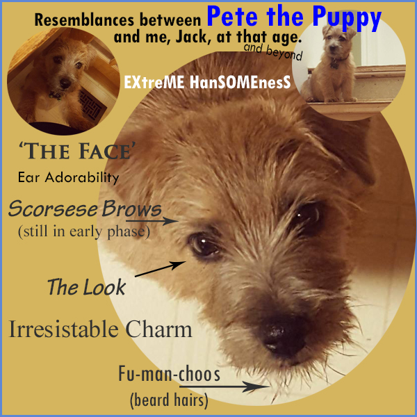 Pete the Puppy Feb 4 2018